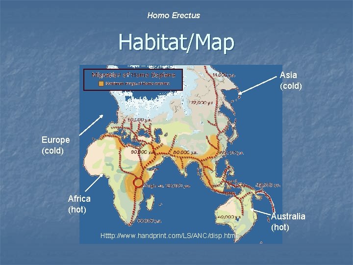 Homo Erectus Habitat/Map Asia (cold) Europe (cold) Africa (hot) Australia (hot) Htttp: //www. handprint.