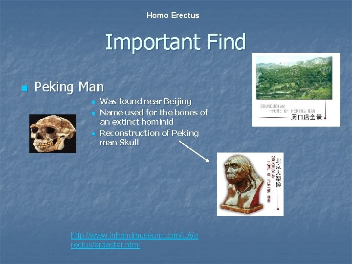 Homo Erectus Important Find n Peking Man n Was found near Beijing Name used