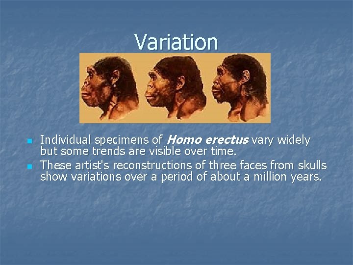 Variation n n Individual specimens of Homo erectus vary widely but some trends are