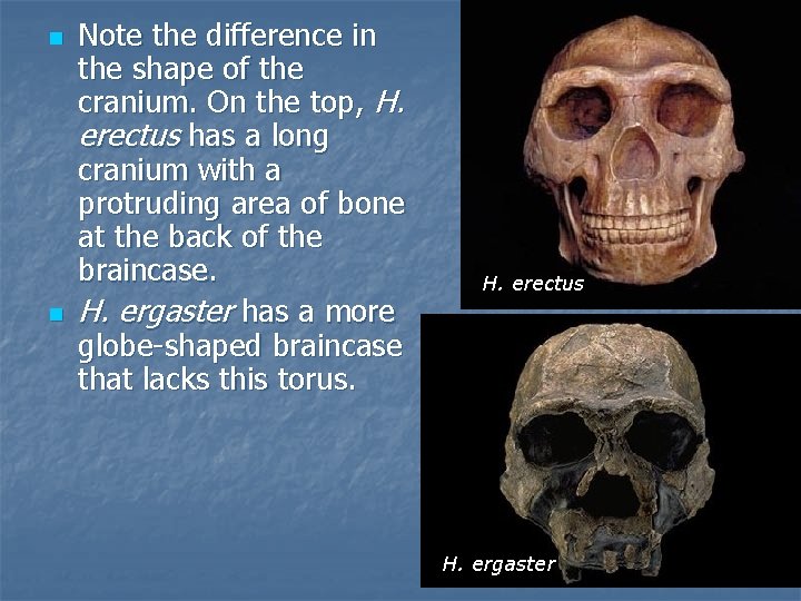 n n Note the difference in the shape of the cranium. On the top,
