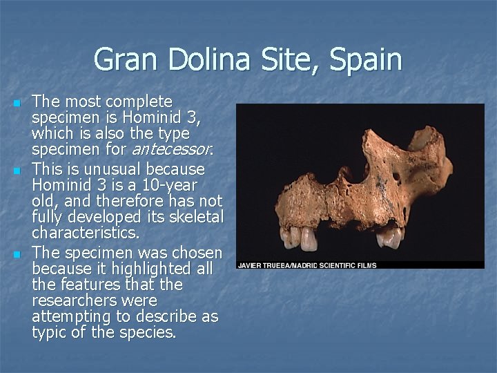 Gran Dolina Site, Spain n The most complete specimen is Hominid 3, which is Gran Dolina Site, Spain n The most complete specimen is Hominid 3, which is