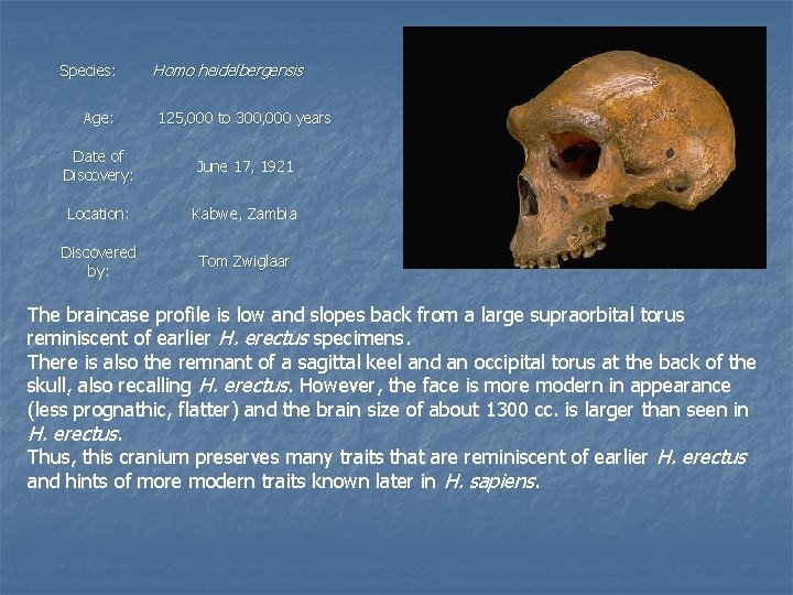 Species: Homo heidelbergensis Age: 125, 000 to 300, 000 years Date of Discovery: June