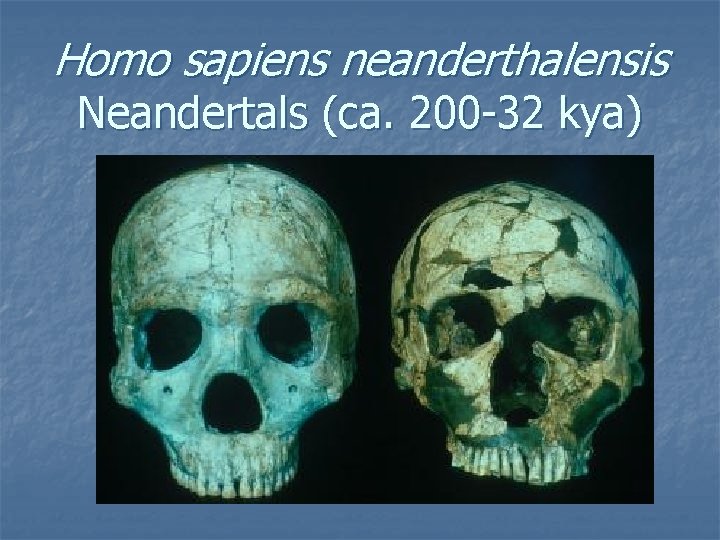 Homo sapiens neanderthalensis Neandertals (ca. 200 -32 kya) Homo sapiens neanderthalensis Neandertals (ca. 200 -32 kya)