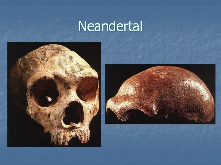 Neandertal 