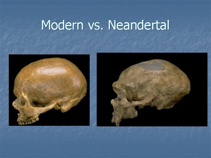 Modern vs. Neandertal 