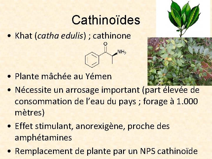Cathinoïdes • Khat (catha edulis) ; cathinone • Plante mâchée au Yémen • Nécessite