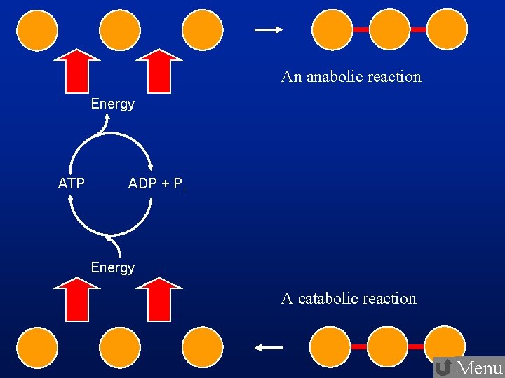 CH 6 Unit H Metabolism Energy and Enzymes