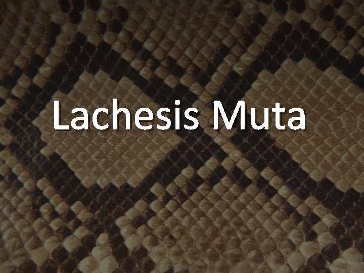 Lachesis Muta 