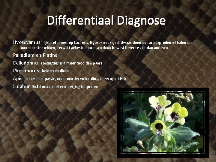 Differentiaal Diagnose Hyoscyamus lijkt het meest op Lachesis, Hyoscyamus gaat dwaas doen en rare