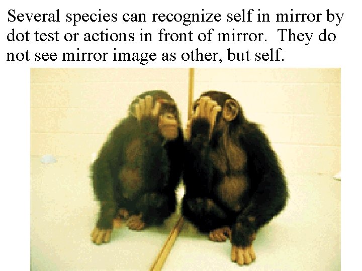 Several species can recognize self in mirror by dot test or actions in front