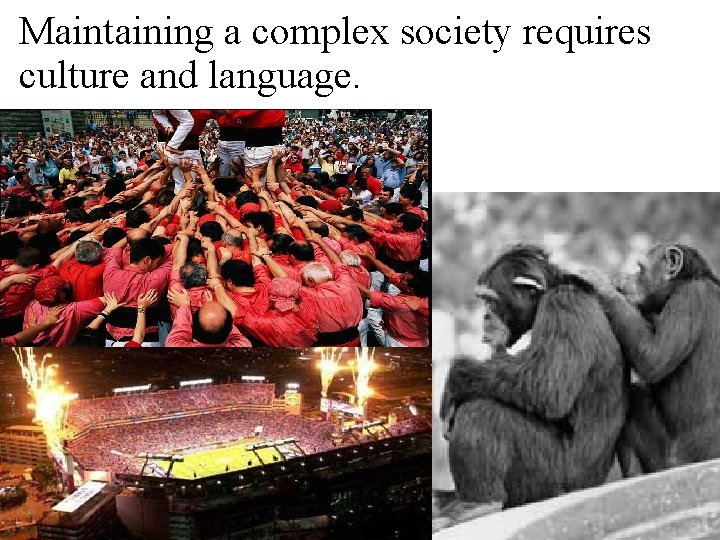 Maintaining a complex society requires culture and language. 