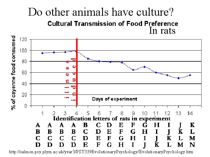 Do other animals have culture? In rats http: //salmon. psy. plym. ac. uk/year 3/PSY