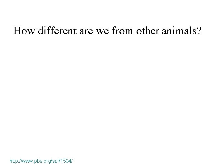 How different are we from other animals? http: //www. pbs. org/saf/1504/ 