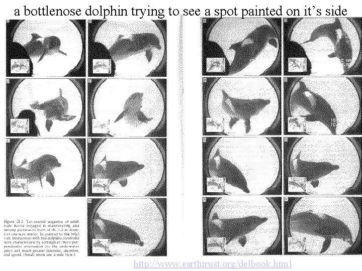 a bottlenose dolphin trying to see a spot painted on it’s side http: //www.