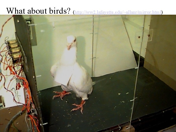 What about birds? (http: //ww 2. lafayette. edu/~allanr/mirror. html) 