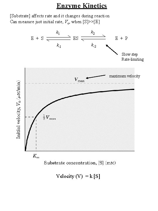 Enzyme Kinetics [Substrate] affects rate and it changes during reaction Can measure just initial