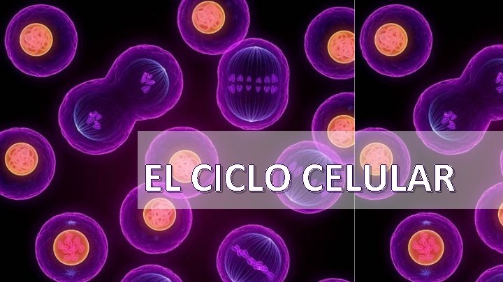 EL CICLO CELULAR 