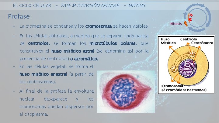 EL CICLO CELULAR - FASE M ó DIVISIÓN CELULAR - MITOSIS Profase - La