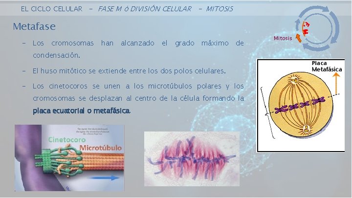 EL CICLO CELULAR - FASE M ó DIVISIÓN CELULAR - MITOSIS Metafase - Los