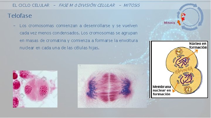 EL CICLO CELULAR - FASE M ó DIVISIÓN CELULAR - MITOSIS Telofase - Los