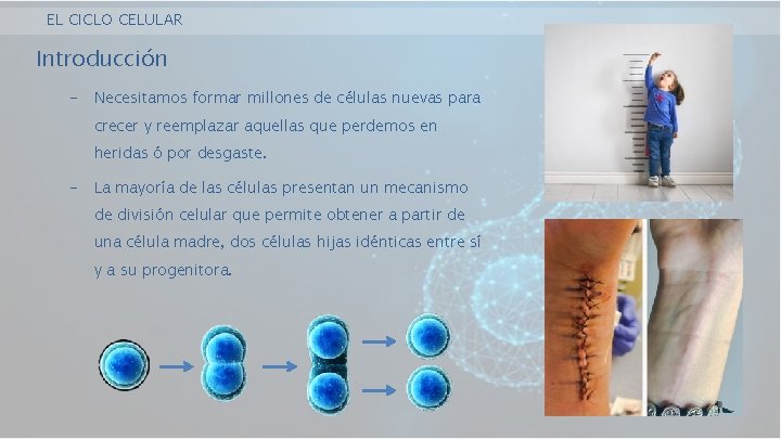EL CICLO CELULAR Introducción - Necesitamos formar millones de células nuevas para crecer y