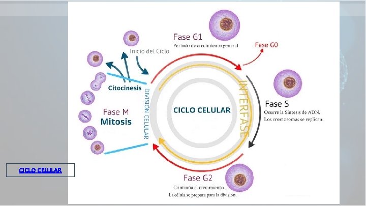 CICLO CELULAR 