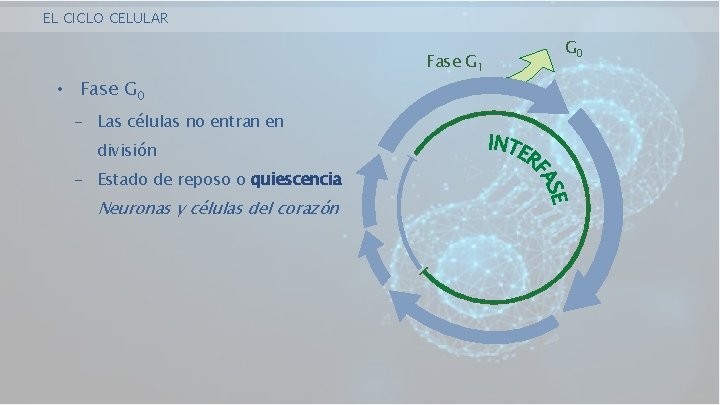 EL CICLO CELULAR Fase G 1 • Fase G 0 - Las células no