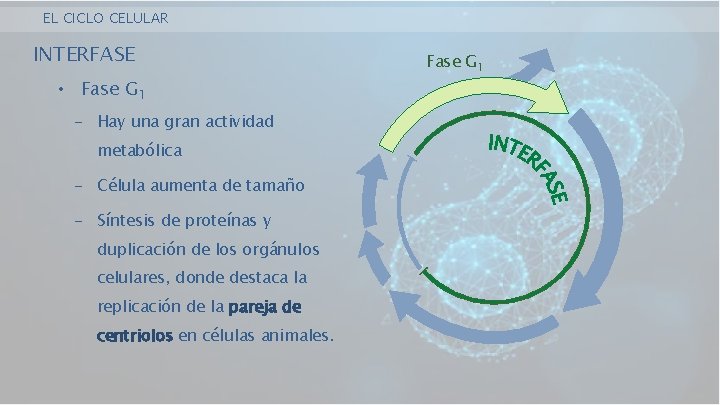 EL CICLO CELULAR INTERFASE • Fase G 1 - Hay una gran actividad metabólica