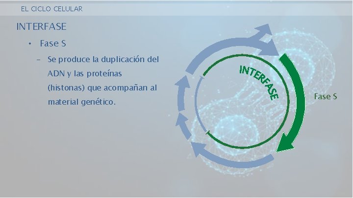 EL CICLO CELULAR INTERFASE • Fase S - Se produce la duplicación del ADN