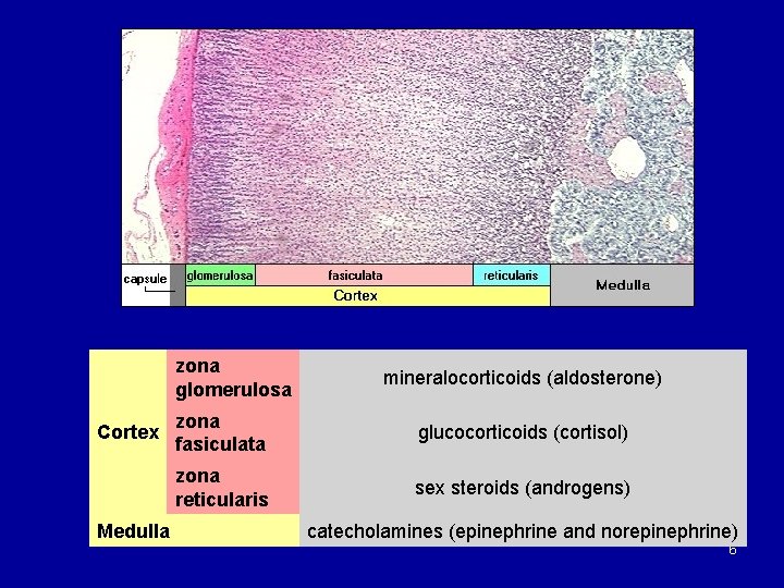 zona glomerulosa Cortex Medulla mineralocorticoids (aldosterone) zona fasiculata glucocorticoids (cortisol) zona reticularis sex steroids