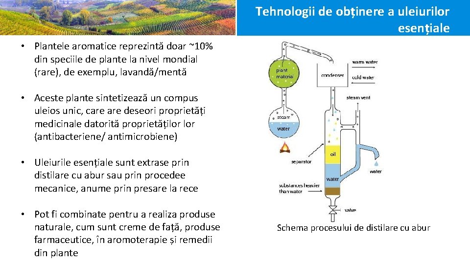 Tehnologii de obținere a uleiurilor esențiale • Plantele aromatice reprezintă doar ~10% din speciile