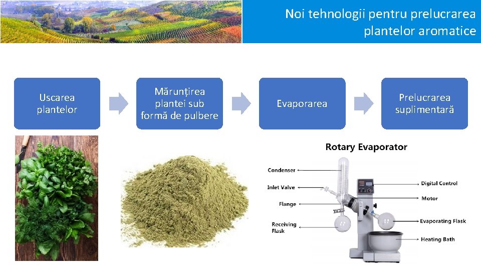 Noi tehnologii pentru prelucrarea plantelor aromatice Uscarea plantelor Mărunțirea plantei sub formă de pulbere