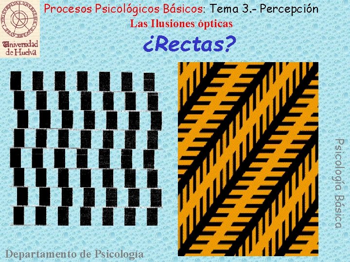 Procesos Psicológicos Básicos: Tema 3. - Percepción Las Ilusiones ópticas ¿Rectas? Psicología Básica Departamento