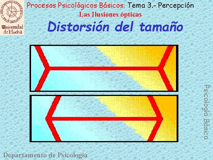 Procesos Psicológicos Básicos: Tema 3. - Percepción Las Ilusiones ópticas Distorsión del tamaño Psicología