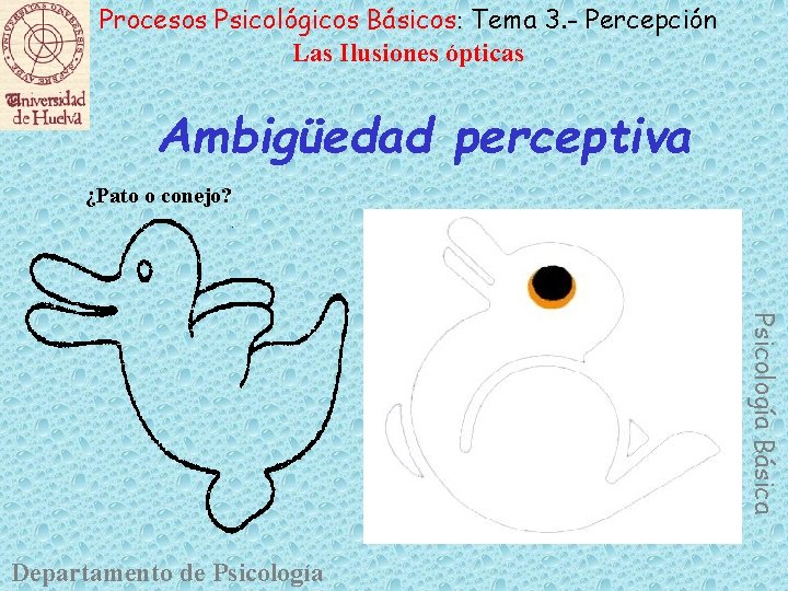 Procesos Psicológicos Básicos: Tema 3. - Percepción Las Ilusiones ópticas Ambigüedad perceptiva ¿Pato o