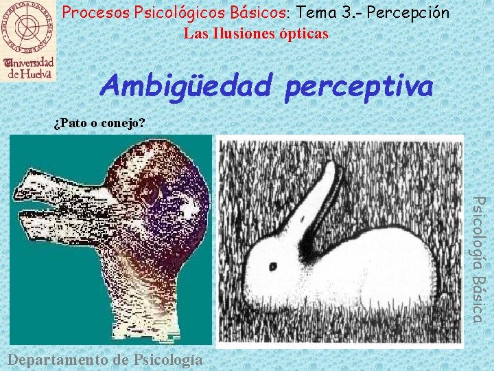 Procesos Psicológicos Básicos: Tema 3. - Percepción Las Ilusiones ópticas Ambigüedad perceptiva ¿Pato o