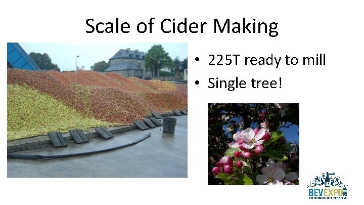 Scale of Cider Making • 225 T ready to mill • Single tree! 