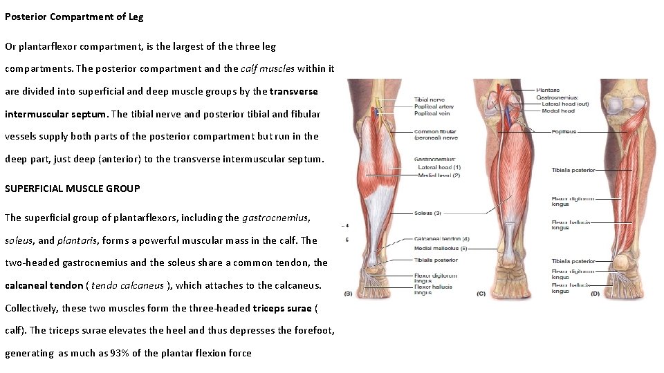 Posterior Compartment of Leg Or plantarflexor compartment, is the largest of the three leg