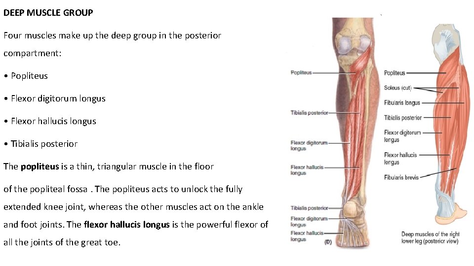 DEEP MUSCLE GROUP Four muscles make up the deep group in the posterior compartment: