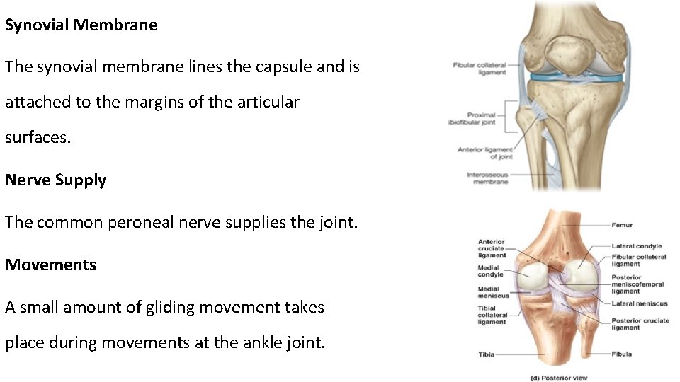 Synovial Membrane The synovial membrane lines the capsule and is attached to the margins