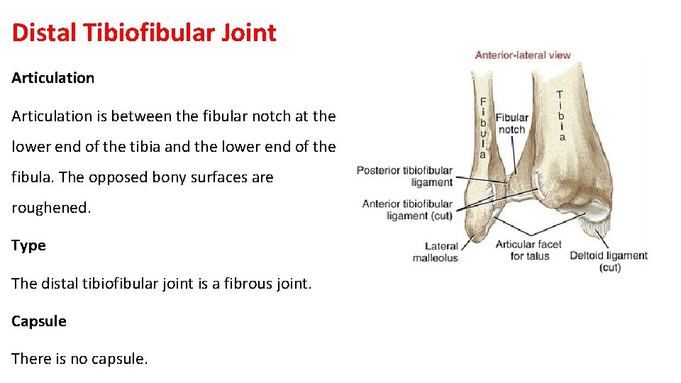 Distal Tibiofibular Joint Articulation is between the fibular notch at the lower end of