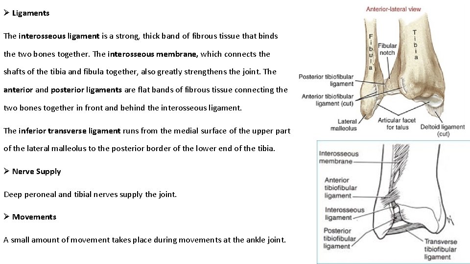 Ø Ligaments The interosseous ligament is a strong, thick band of fibrous tissue that