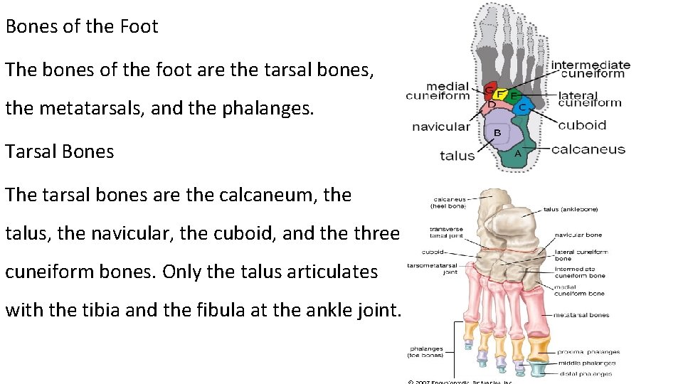 Bones of the Foot The bones of the foot are the tarsal bones, the