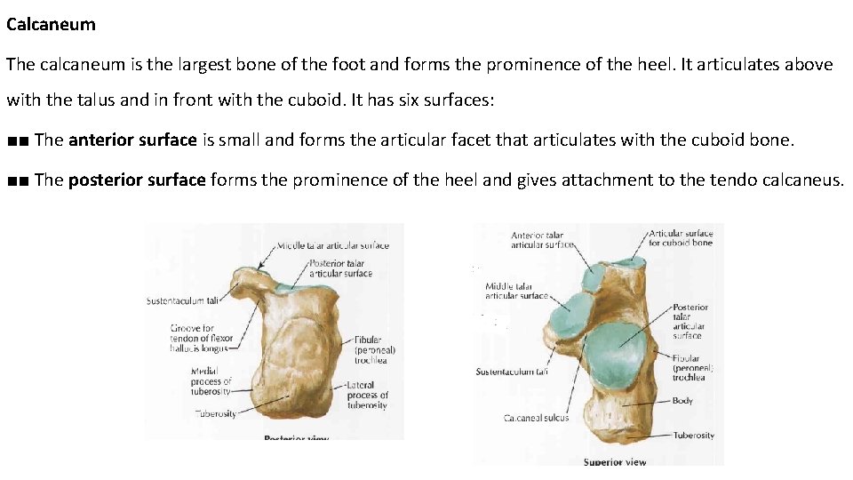 Calcaneum The calcaneum is the largest bone of the foot and forms the prominence