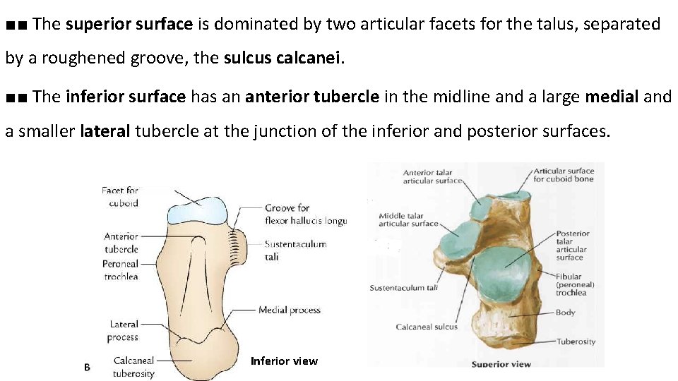 ■■ The superior surface is dominated by two articular facets for the talus, separated