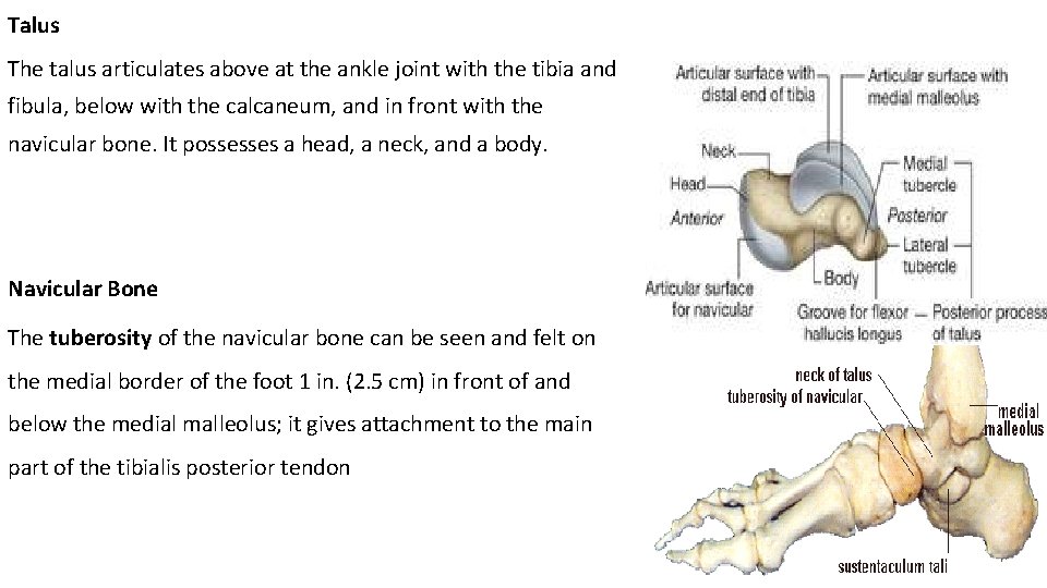 Talus The talus articulates above at the ankle joint with the tibia and fibula,