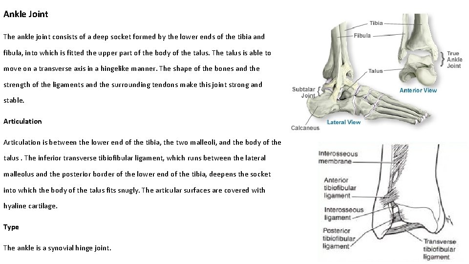 Ankle Joint The ankle joint consists of a deep socket formed by the lower