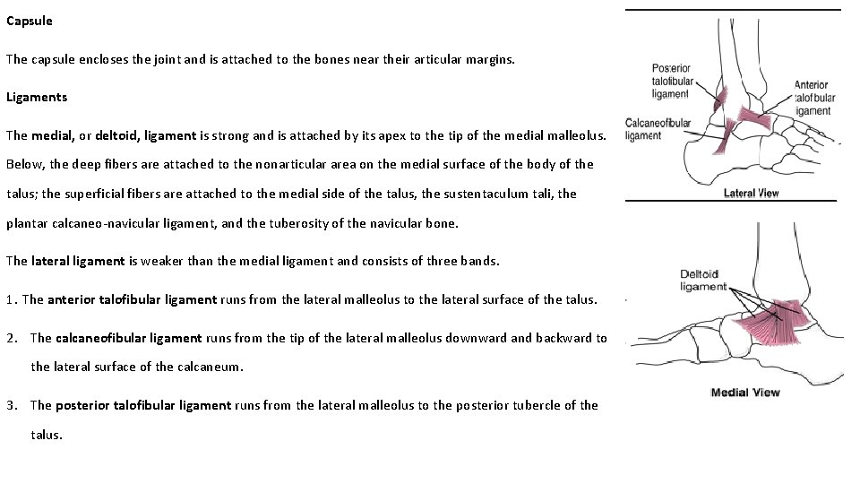 Capsule The capsule encloses the joint and is attached to the bones near their