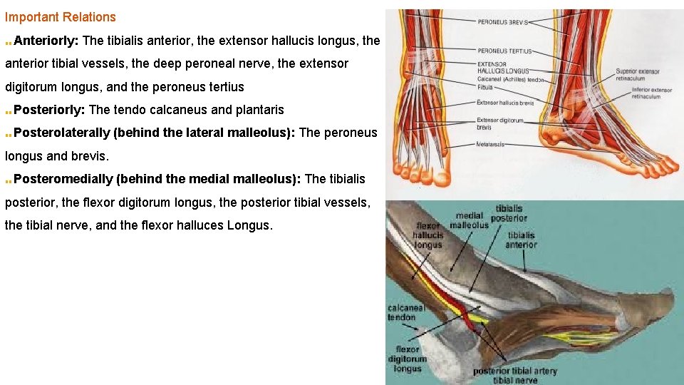 Important Relations ■■ Anteriorly: The tibialis anterior, the extensor hallucis longus, the anterior tibial