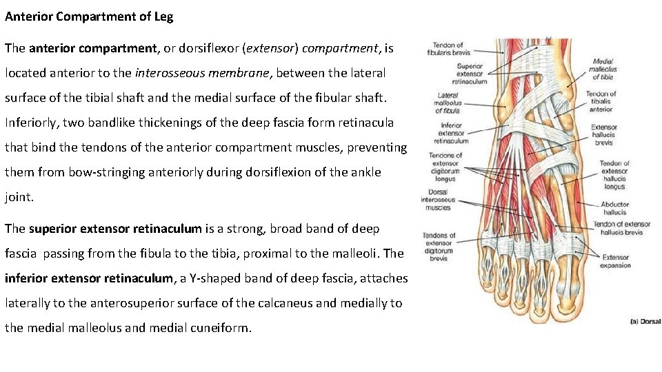 Anterior Compartment of Leg The anterior compartment, or dorsiflexor (extensor) compartment, is located anterior